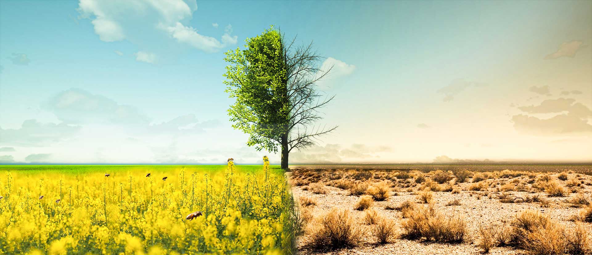 تغذیه مصنوعی زنبور