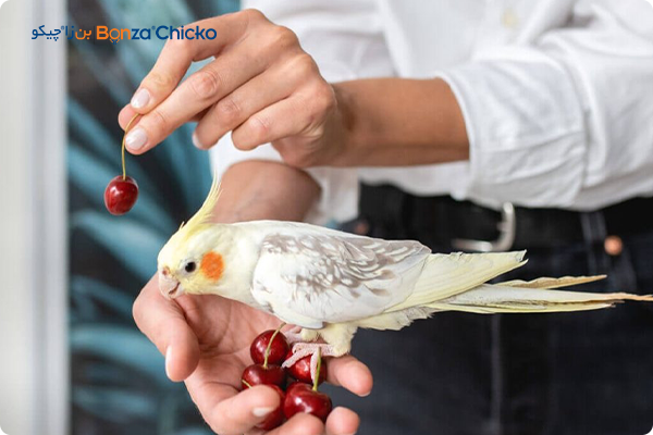 محیط مناسب برای سلامت عروس هلندی