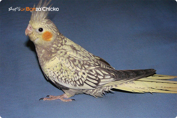 عروس هلندی مرواریدی