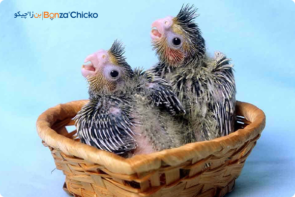 تغذیه مناسب برای جوجه عروس هلندی