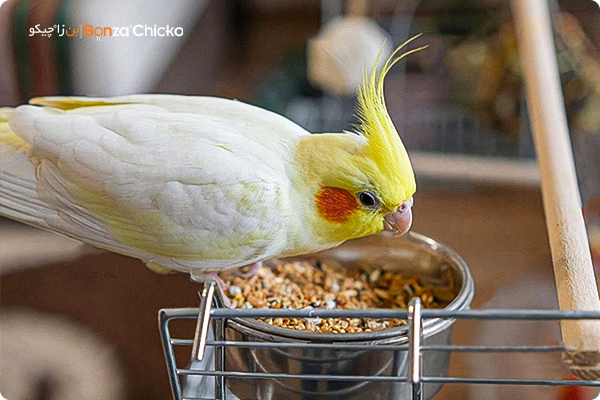 چک لیست بررسی شرایط عروس هلندی