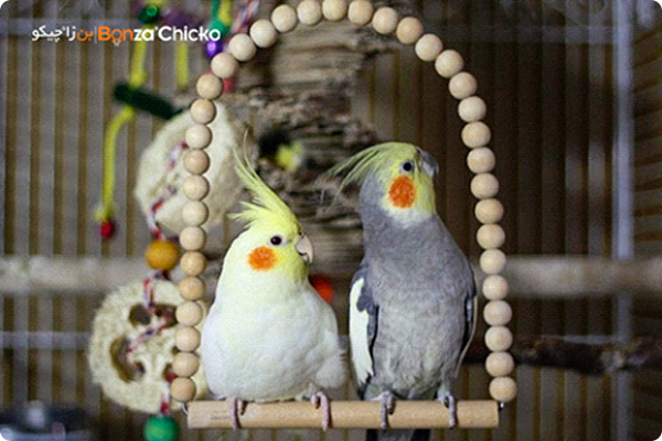 نگهداری کوکاتیل در سفر