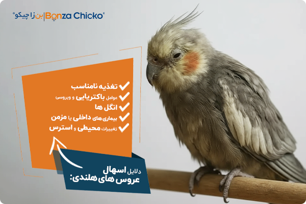 دلایل اسهال عروس های هلندی