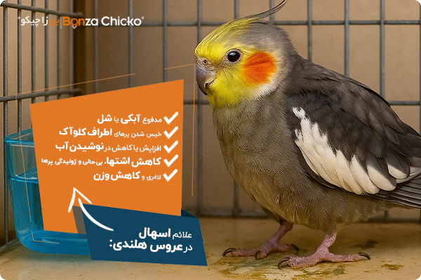 علائم اسهال در عروس هلندی 