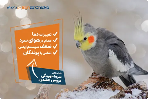 علائم سرما خوردگی در عروس هلندی