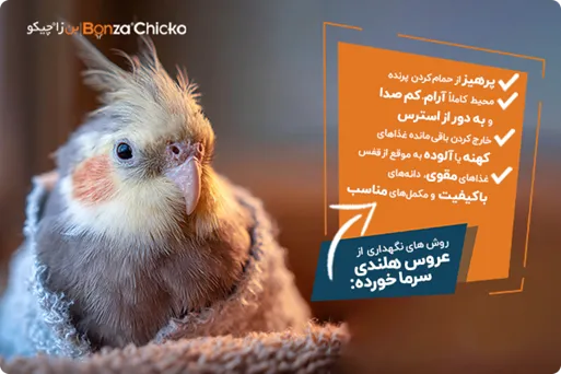 نگهداری از عروس هلندی سرما خورده