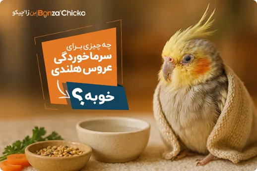خوراکی های خوب برای عروس هلندی در سرماخوردگی