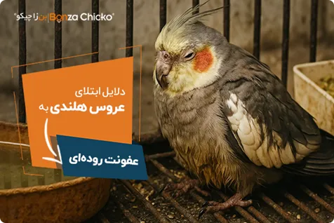 دلایل ابتلا عروس هلندی به عفونت روده‌ای