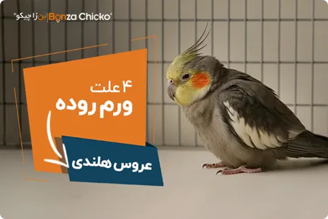 4 علت ورم روده عروس هلندی