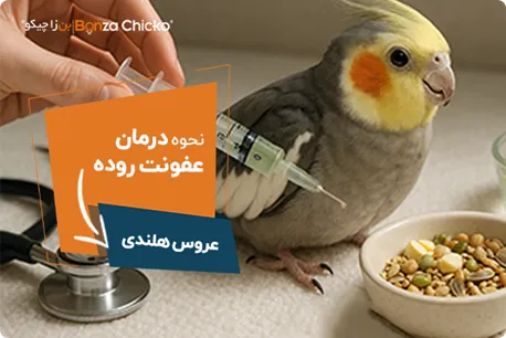 نحوه درمان عفونت روده عروس هلندی
